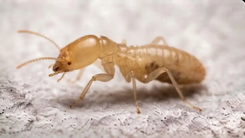 موریانه